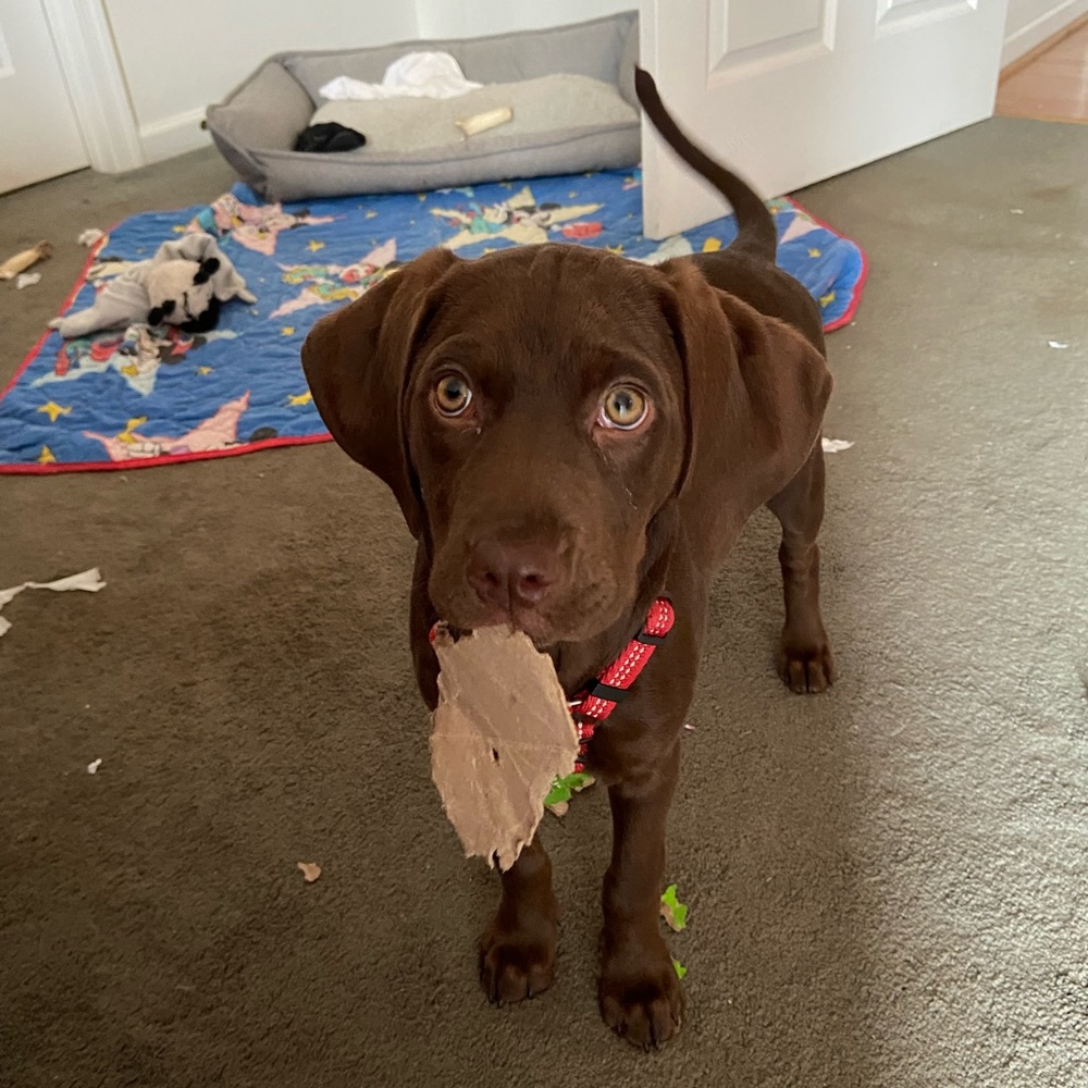 Meet Bailey Part 2 — - Picture 11 of 16